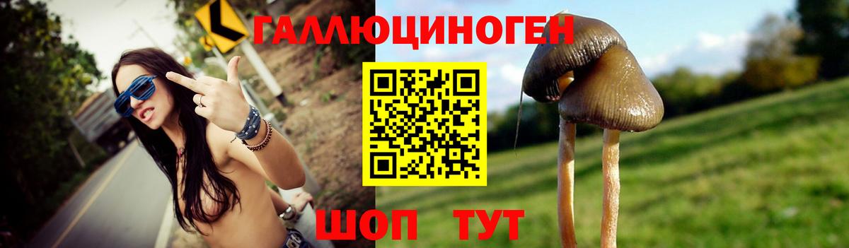 Галлюциногенные грибы Psilocybe Полысаево